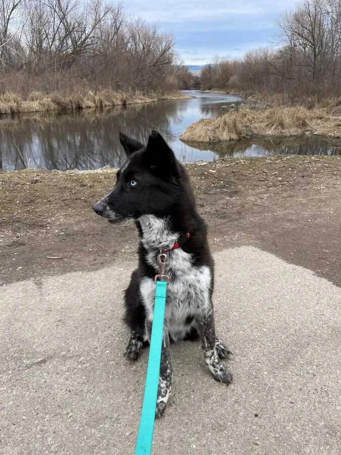 Dog on a walk beside the water