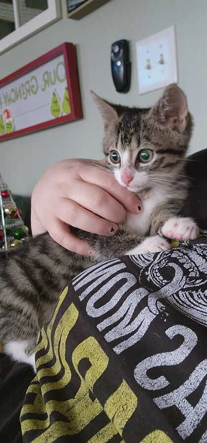 A cat being held gently