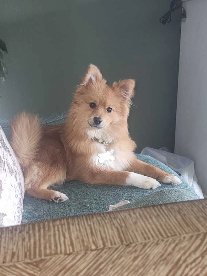 A dog resting comfortably indoors