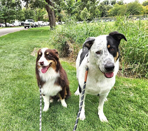 Two happy dogs enjoying a sunny lawn